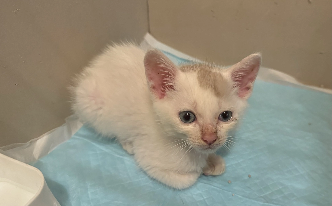 新しい抗てんかん薬