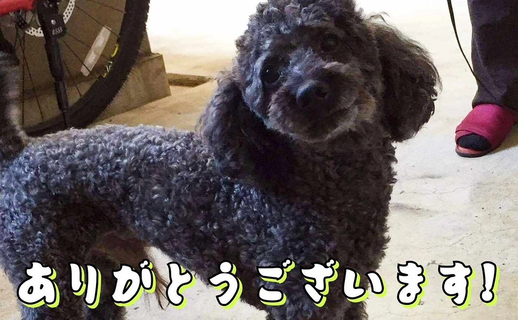 アイオイブッチャーズを応援♪