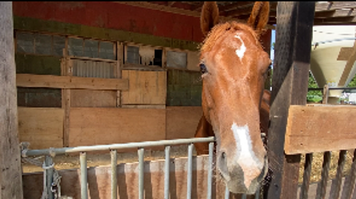 残り8日となりました