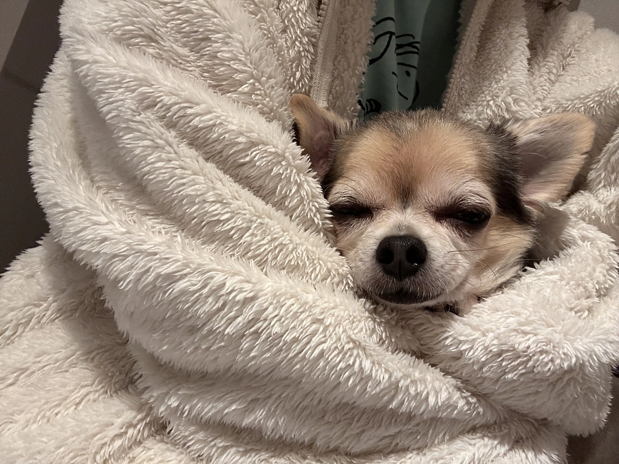 ぽこの見舞いに行ってきました🏥