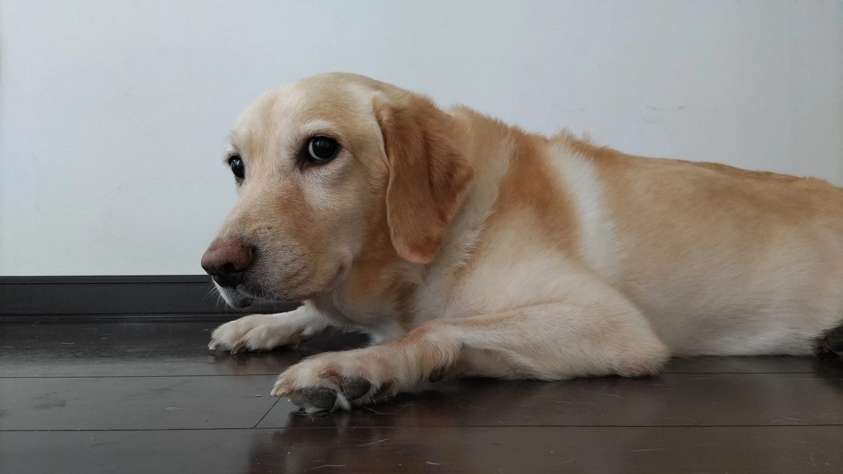 今日の活動報告