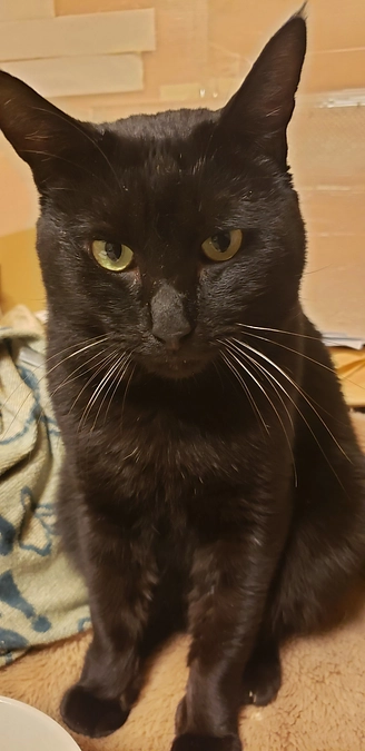 代理支援無事に達成できました皆様ありがとうございます🙇