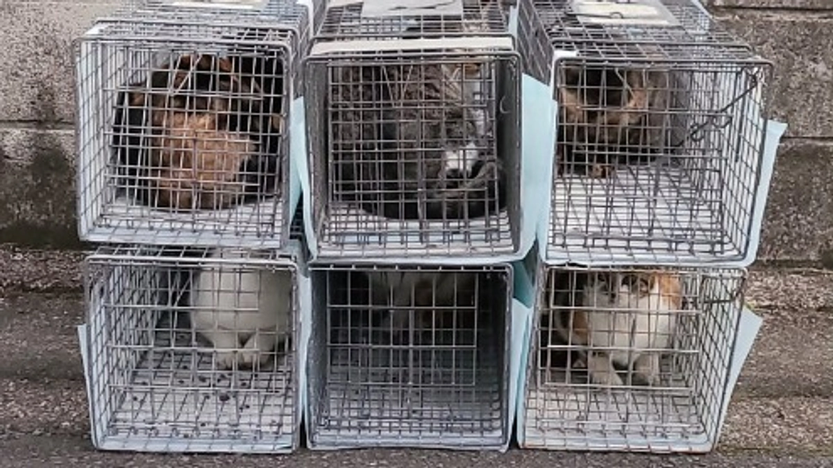 草加市内9頭のTNRを行いました。