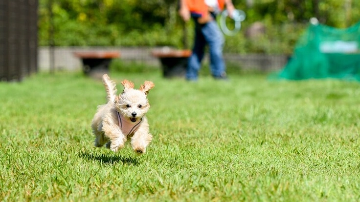 京都・伏見にドッグラン&交流の場を作りたい