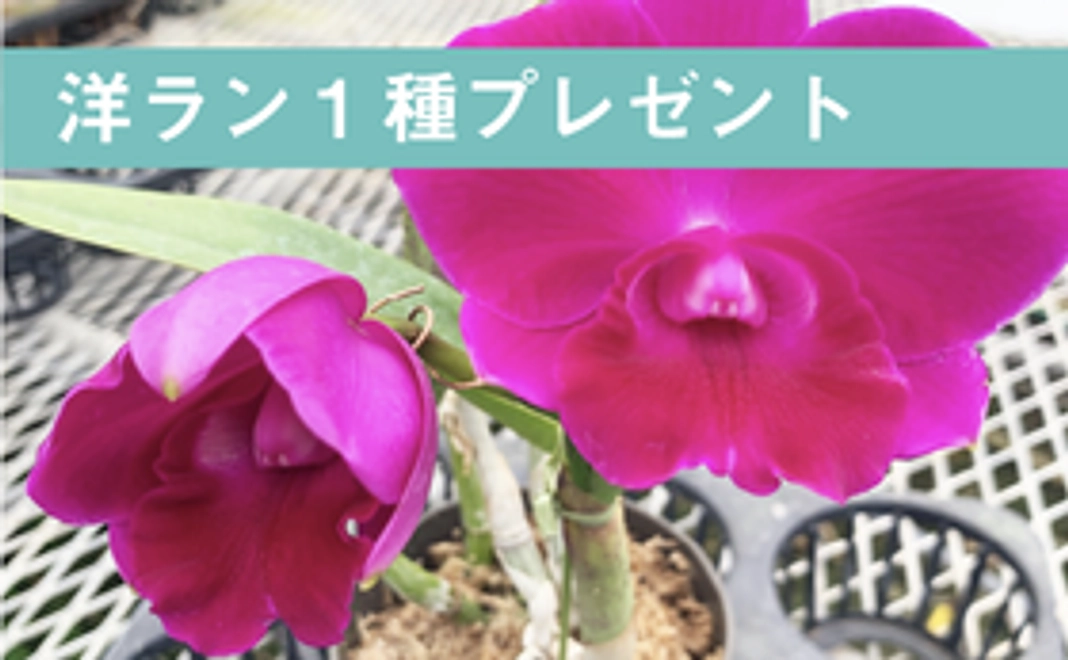 洋ラン、お手紙、経過報告、育て方アドバイス