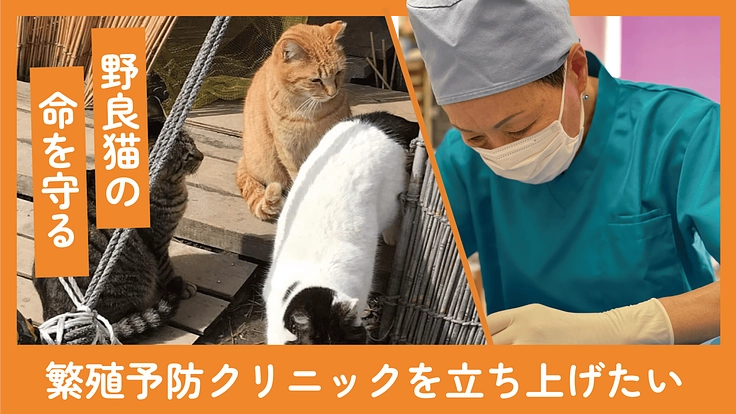 猫の繁殖を予防するためのクリニックを作りたい