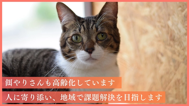 人の深刻な高齢化から犠牲になる猫を救うために。命を守る医療支援を！ 4枚目