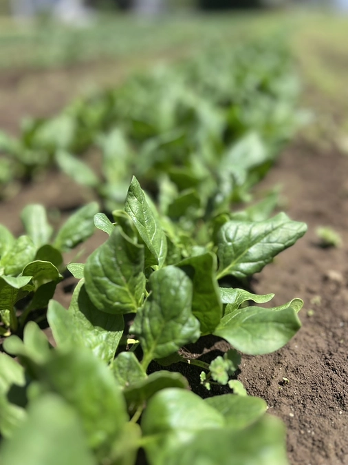 ほうれん草が伸びてきてホッとしました