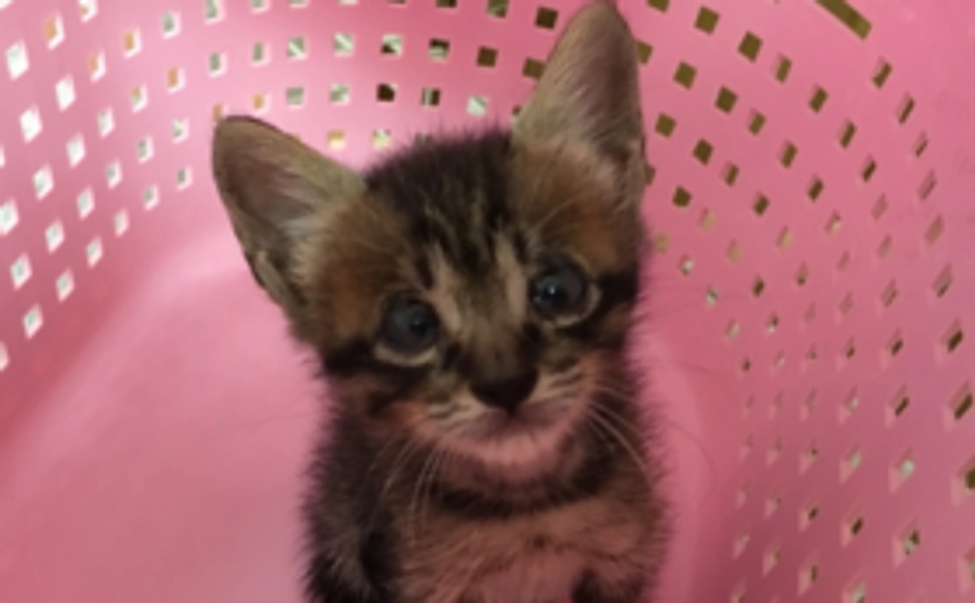 ノミ・ダニ他の駆除薬を購入できます。