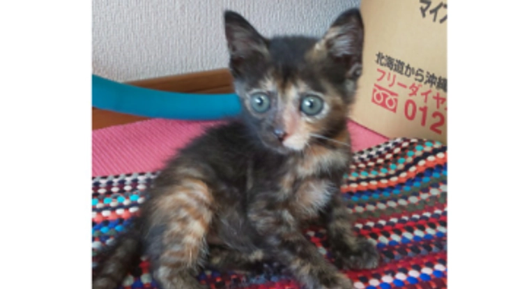 小さな体で肺炎と闘う春の治療及び我が家へ迎え入れたい 入院中