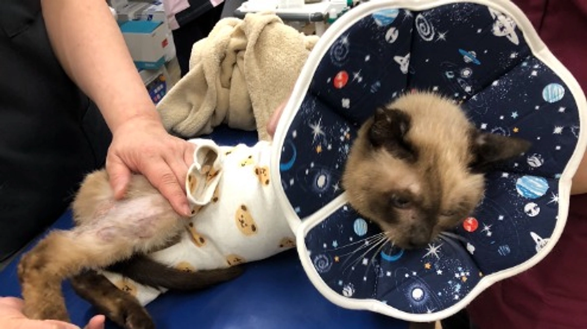 終了日まであと2日！どの子の命も諦めたくない！