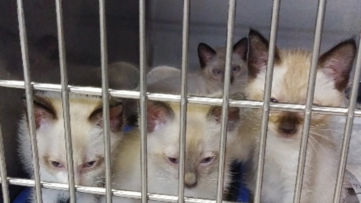 ※SOS　生後1週間～1か月迄の仔猫６匹、医療費援助のお願い