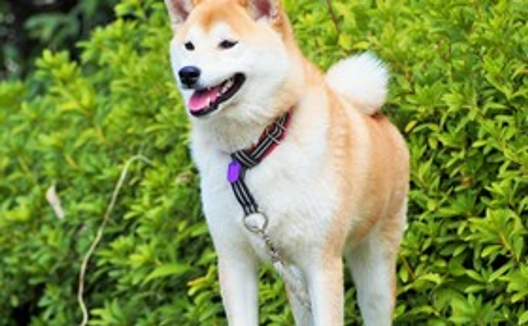 ご支援のすべてがドッグ費用整備費に使用されます