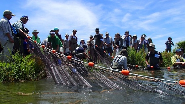 大阪の淀川に、国の天然記念物イタセンパラを再び泳がせよう！