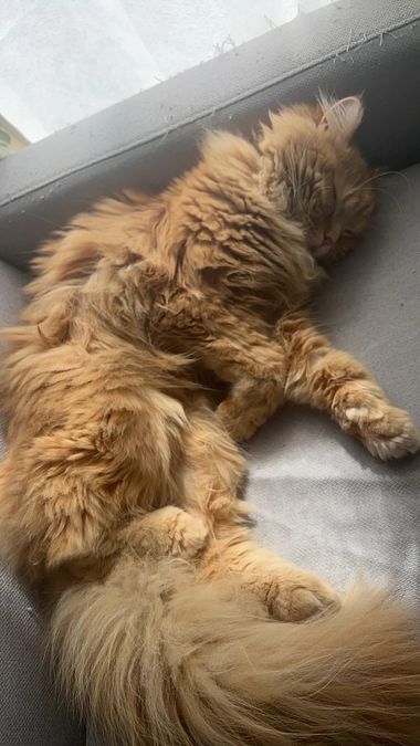 ご支援のお願い&経過報告