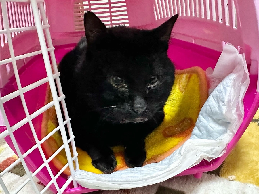 エコー検査とバリウム検査の結果