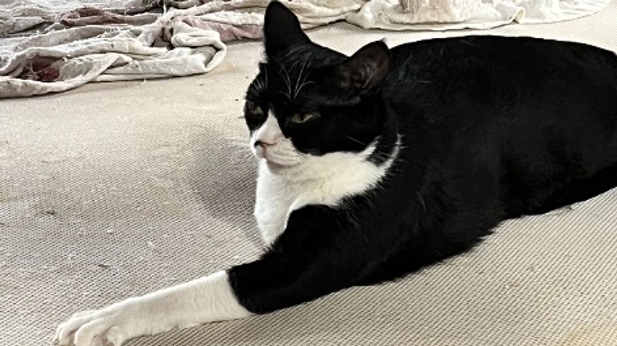 宇宙人ヌーボ通信　五島ぬぼコレクション