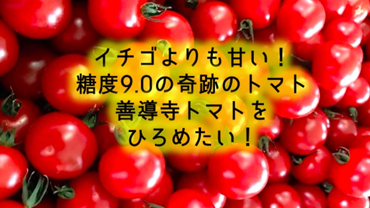 糖度9.0！イチゴより甘くておいしい善導寺トマトを広めたい！