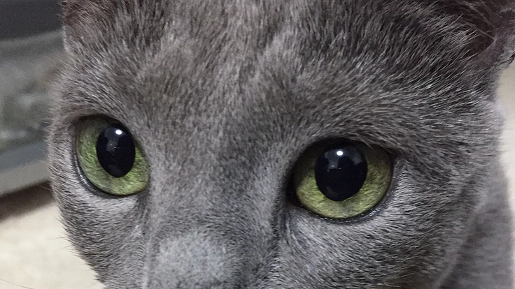 ブリーダーとして、ロシアンブルーの素晴らしさを広める