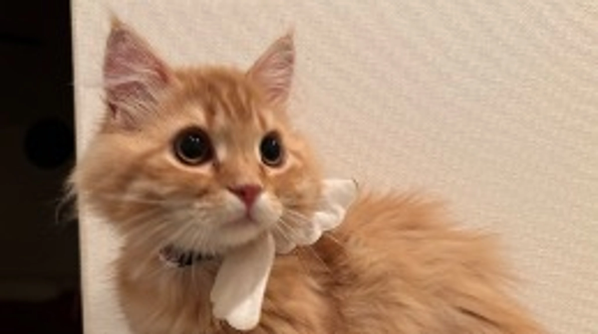 ありがとうございます