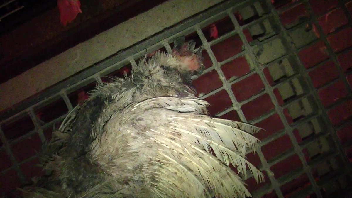 苦しみの中で死んでいく卵用の鶏たち