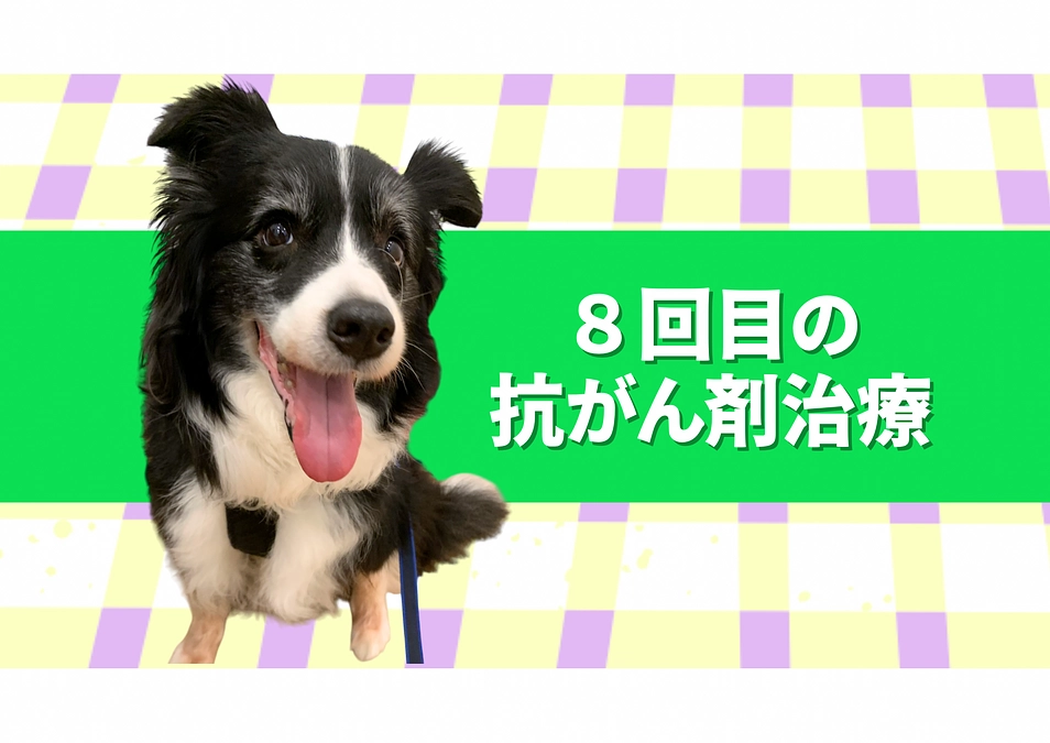 8回目の抗がん剤治療