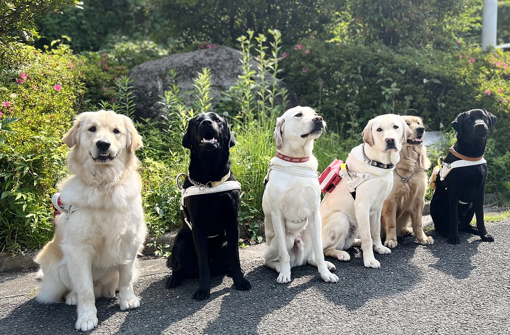 5月22日は、ほじょ犬の日！