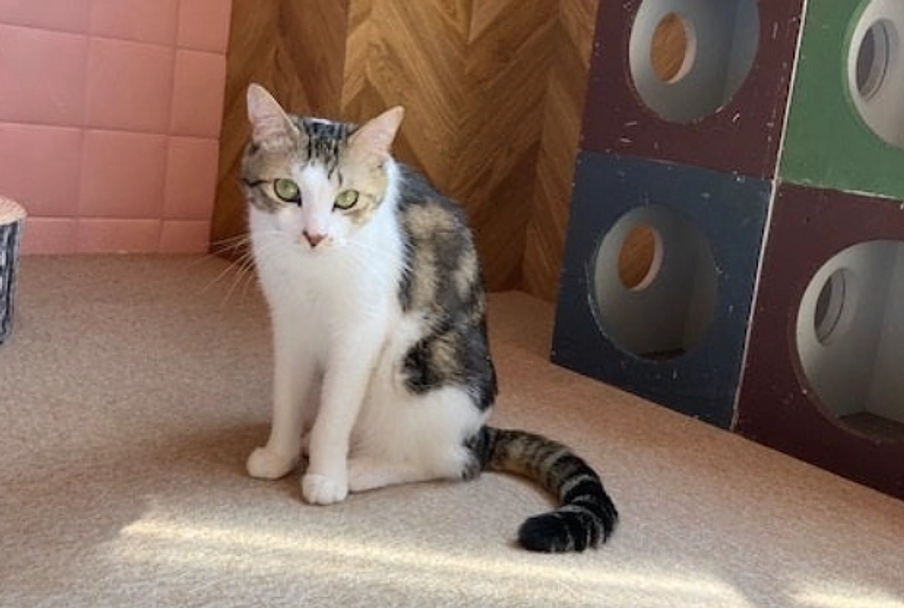 ニャンとも幸せプロジェクトとの共催で譲渡会を開催いたしました