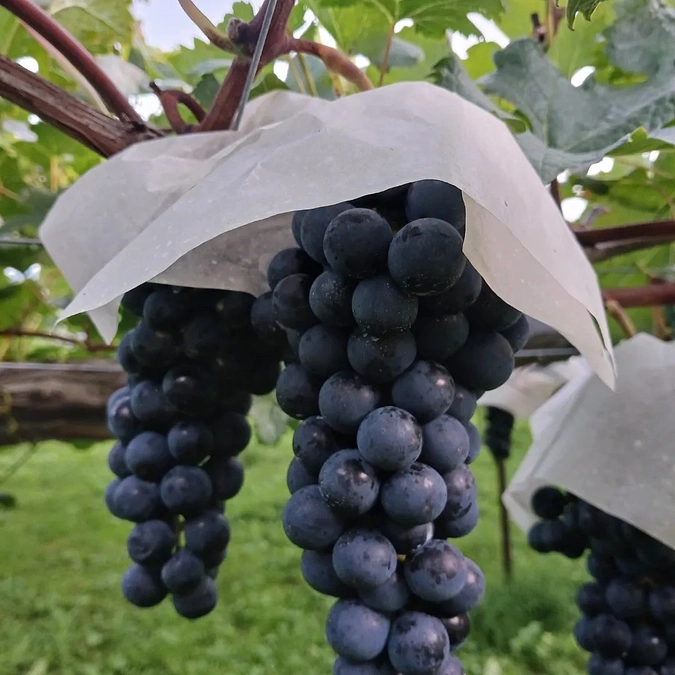 リターンの収穫祭という名の収穫体験を開催します！