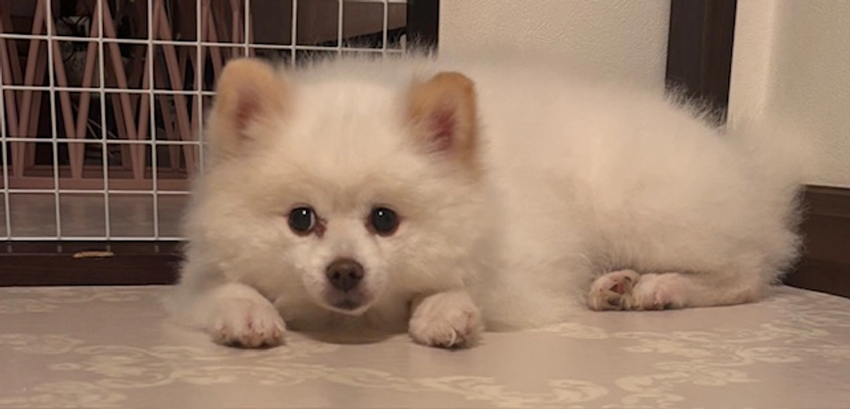 MRI検査　異常なし👏