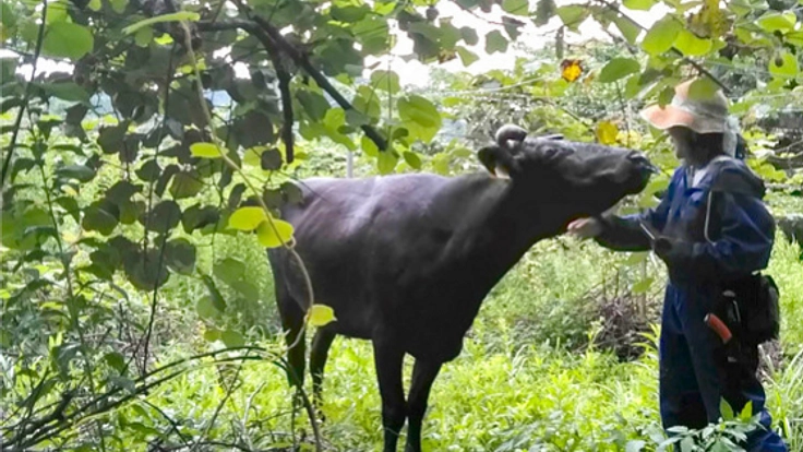 震災を生き延びた牛達と共に。持続可能なエコ草刈りで地域を守る