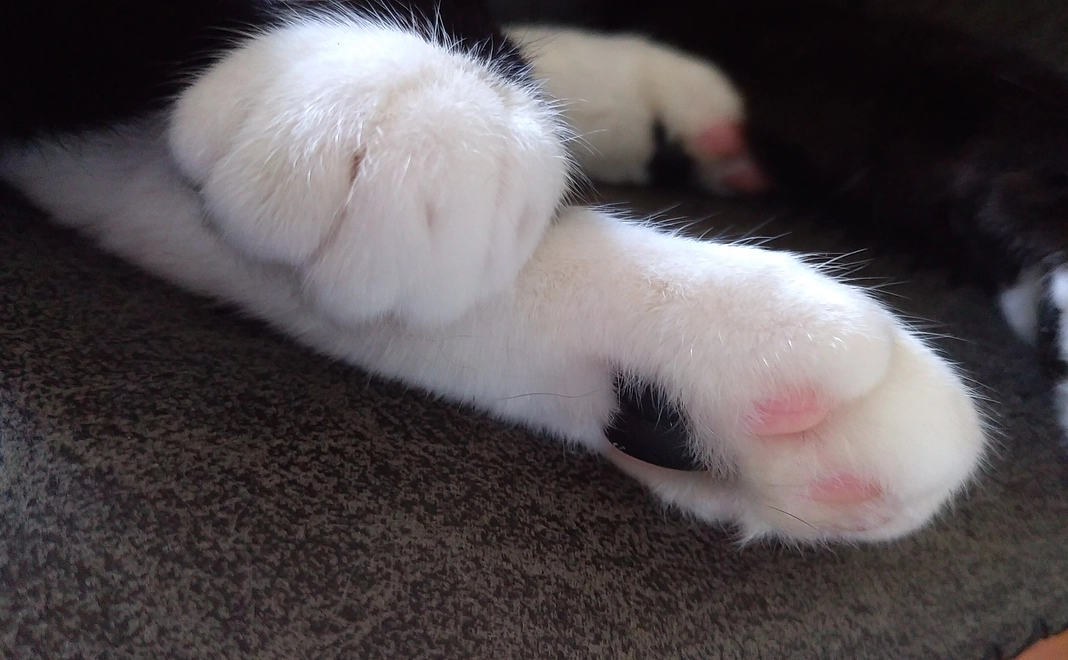 はなちゃん負けるな!リターンなし1