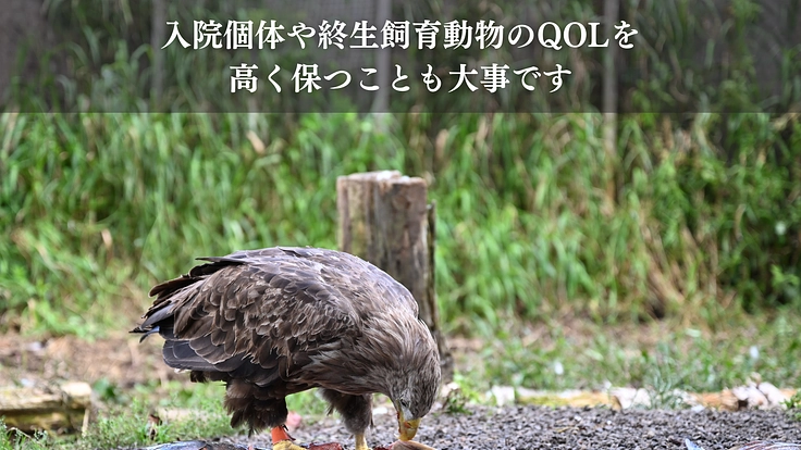 命を繋ぎ、共に生きる。希少猛禽類により良い救命医療と共生環境を! 10枚目