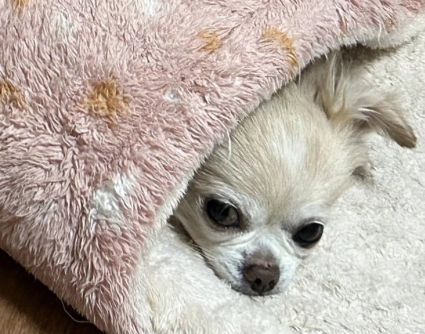 12/13・12/25かかりつけ医に行ってきました。