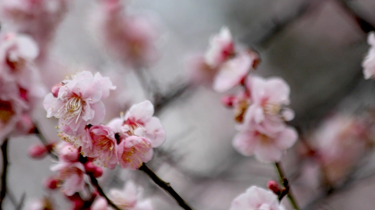 文様に導かれた旅。映画『フィシスの波文』上映応援プロジェクト 3枚目