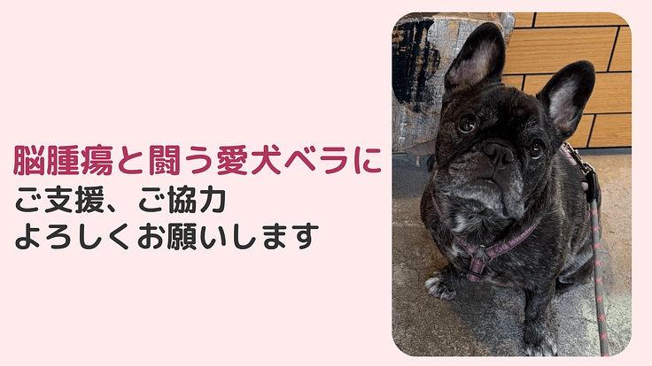 脳腫瘍と闘う愛犬「ベラ」7歳にご支援、ご協力宜しくお願い致します
