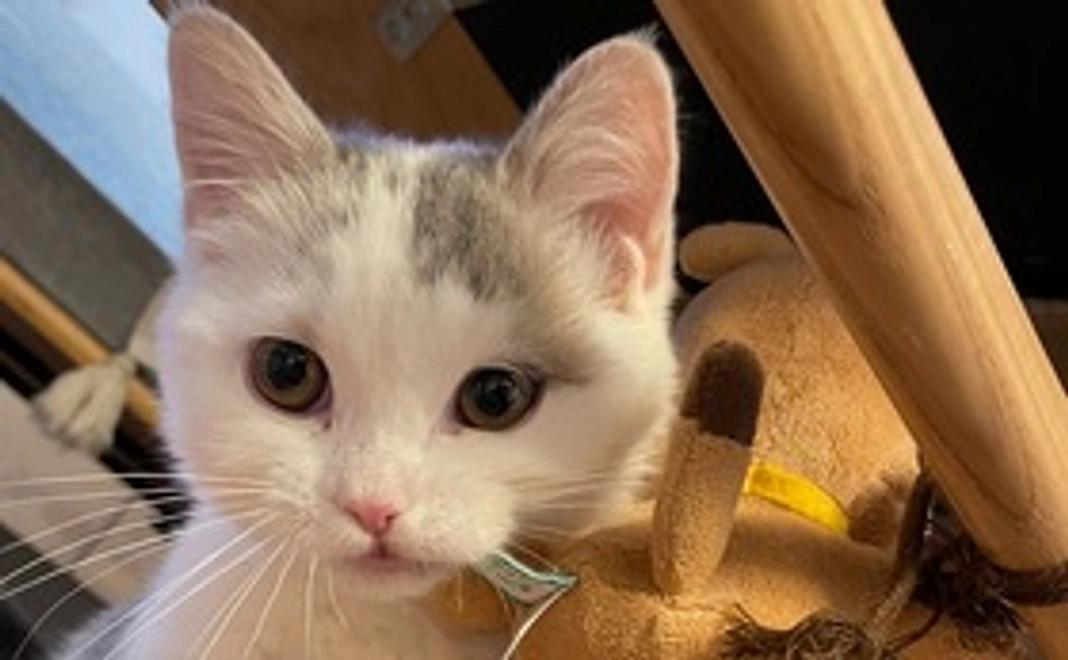 命を繋いでくれたお礼のメッセージとゆきちゃんの写真3カット