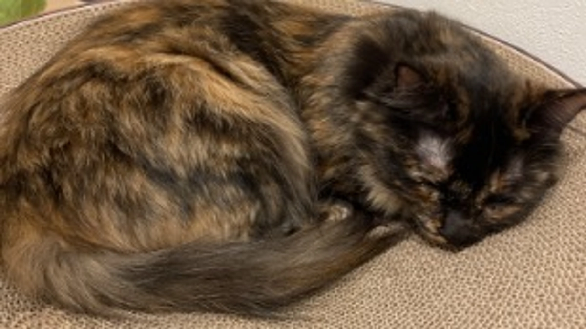 残り6日！達成率50％以下🥶