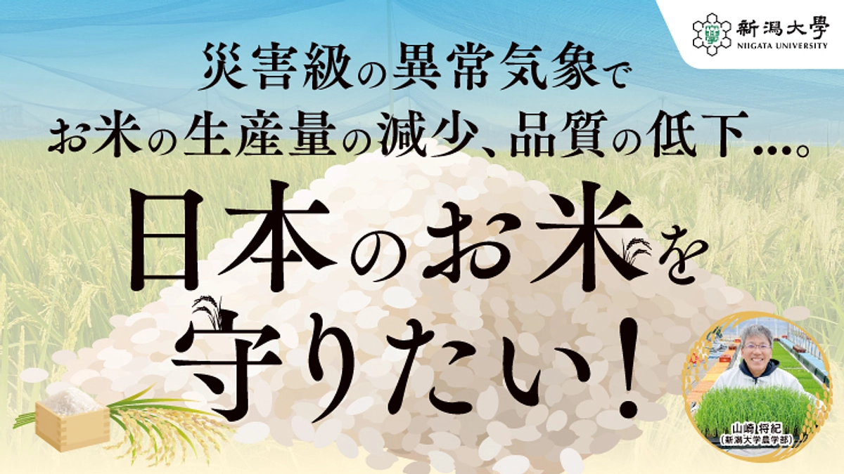 【残り60時間です】「暑さでお米がピンチ！新品種と栽培対策の確立で日本のお米を守りたい！」