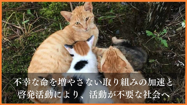 野良猫がいない未来へ|一斉TNR会場を併設した新シェルターの開設へ 7枚目