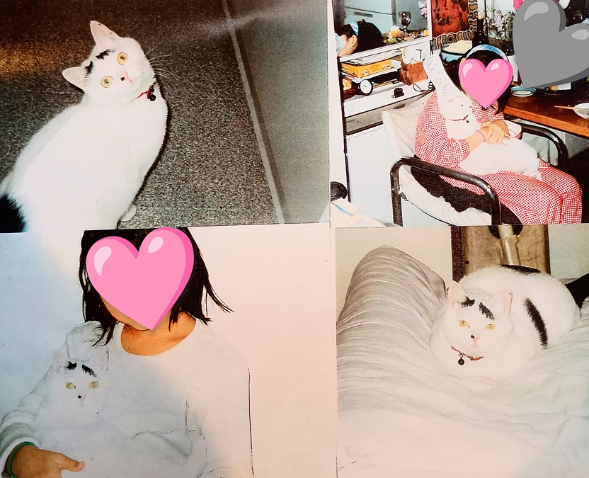 長年近隣の人や猫好き人脈が集う保護猫シェルター