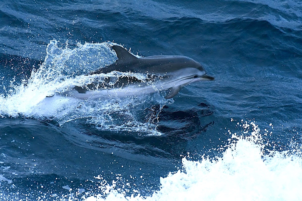 海棲哺乳類調査実習＠和歌山への学生参加者募集