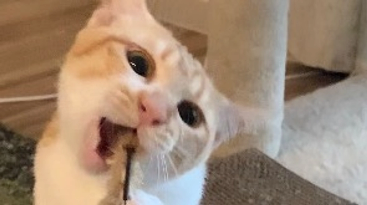 投薬81日目（プロジェクト開始41日目）※残り5日です。