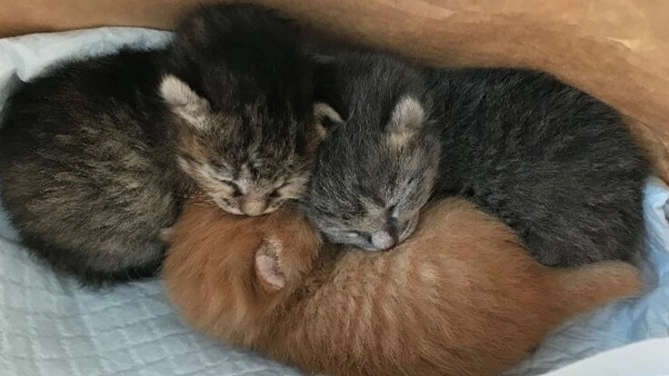 保護した子猫テオくん(重度結膜炎治療中)を助けたい！