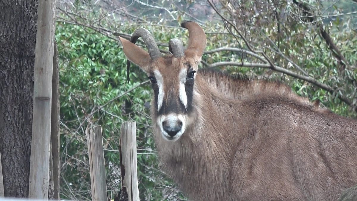 2月27日(火) 残り2日！進捗報告・生配信の様子・動物紹介～振り向いて！ローンアンテロープ～