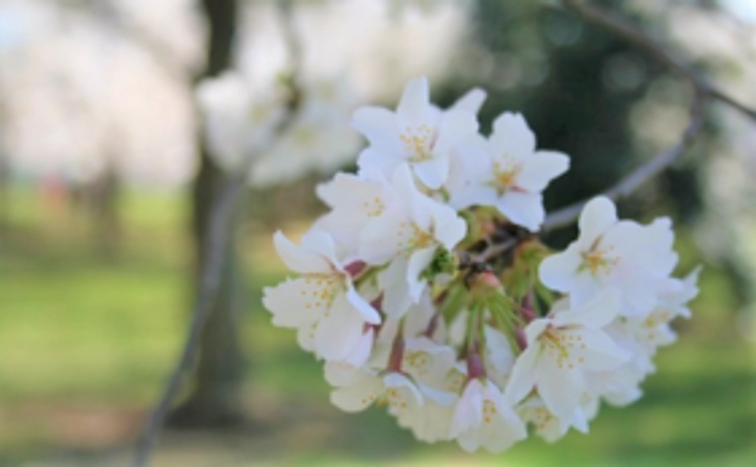 タフト桜の治癒を応援します＜シルバー＞