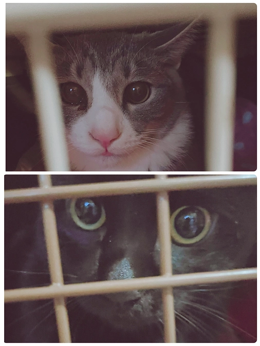 兄弟2匹去勢手術