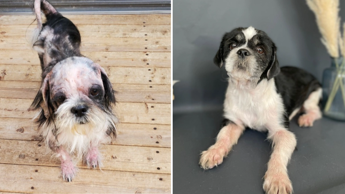 【ビフォー・アフター】多頭飼育崩壊からレスキューされた、シーズー犬「なぁくん」のストーリー