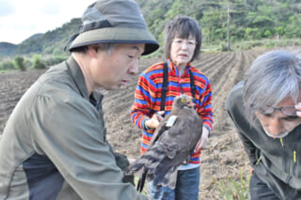 南海日日新聞にてサシバのGPS装着の調査が掲載されました