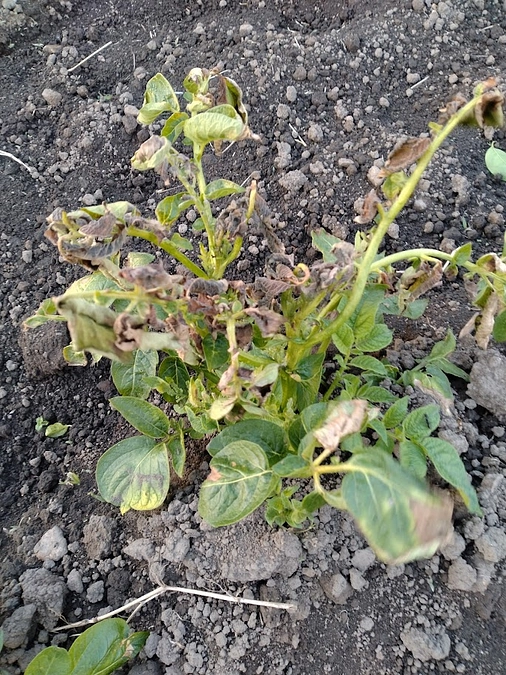 じゃがいもを植えました！　～その８　凍害を超えて～